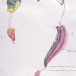 Proposal DrawingsStrong Museum of Play